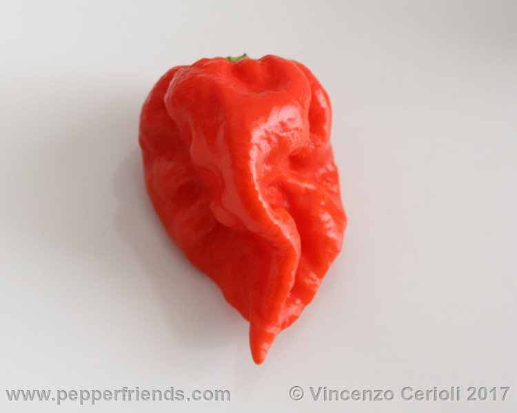 fatalii-gourmet-jigsaw_001_frutto_01.jpg