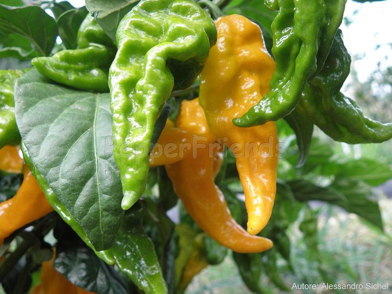 fatalii_001_frutto_01.jpg