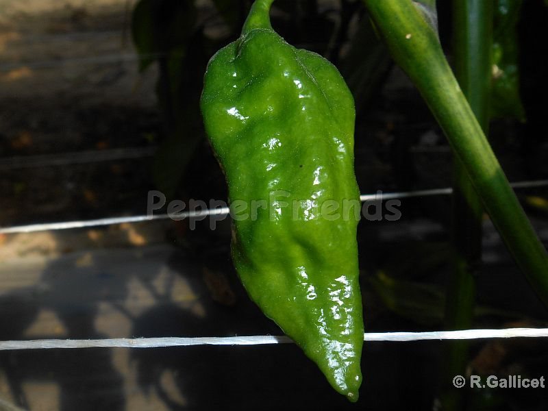 fatalii_002_frutto_01.jpg