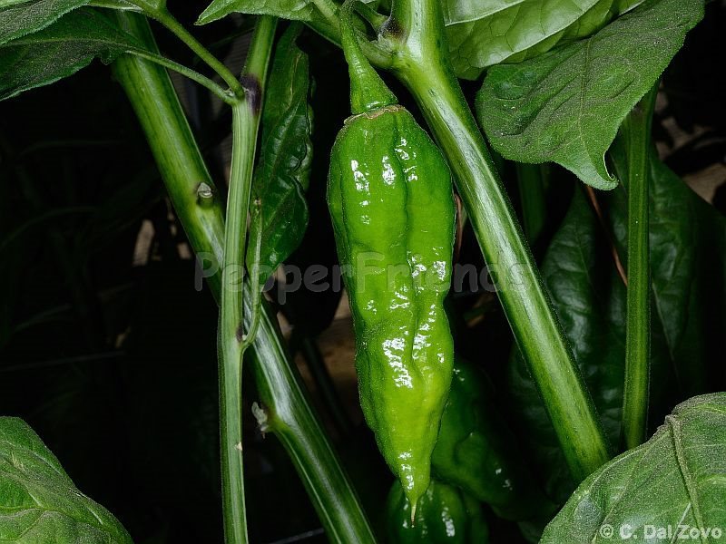 fatalii_002_frutto_02.jpg