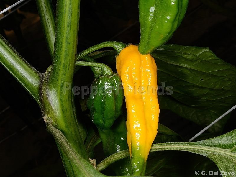 fatalii_002_frutto_03.jpg