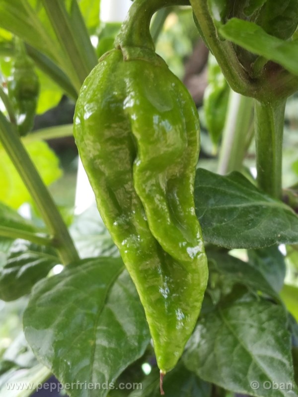 fatalii_004_frutto_04.jpg