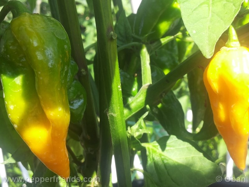 fatalii_004_frutto_06.jpg