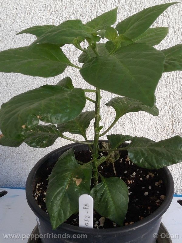 fatalii_004_pianta_01.jpg