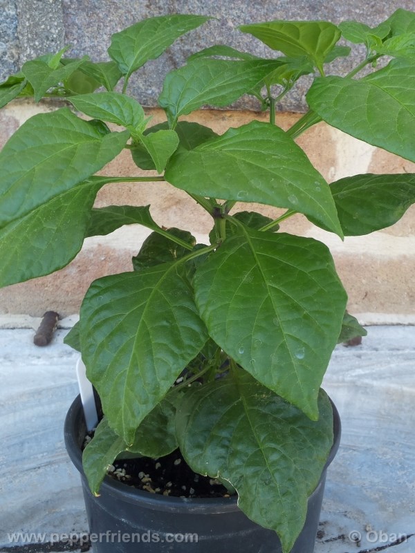 fatalii_004_pianta_02.jpg