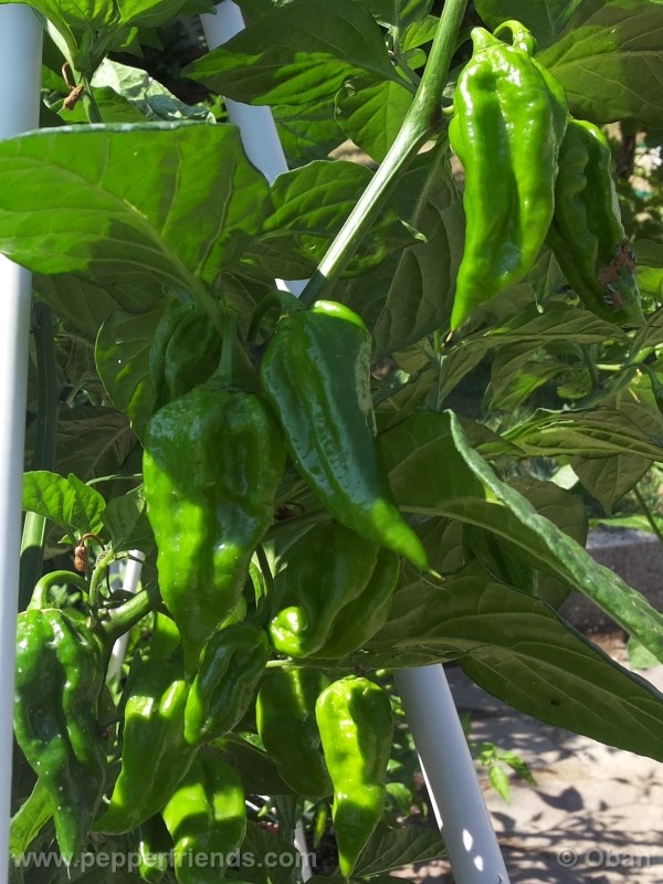 fatalii_004_pianta_06.jpg