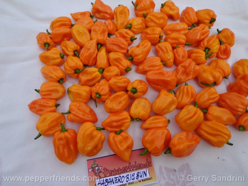 https://www.pepperfriends.org/uploads/habanero-bigsun/001/habanero-bigsun_001_frutto_02.jpg