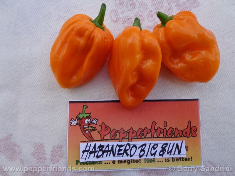 habanero-bigsun_001_frutto_03.jpg