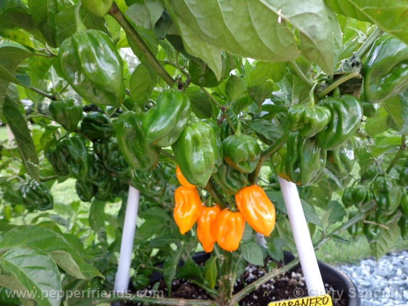 habanero-bigsun_001_frutto_05.jpg