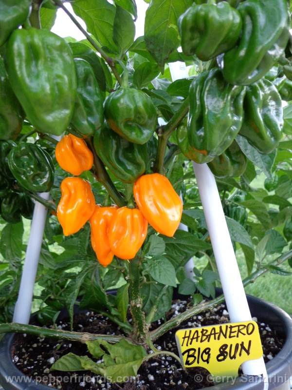 habanero-bigsun_001_frutto_06.jpg