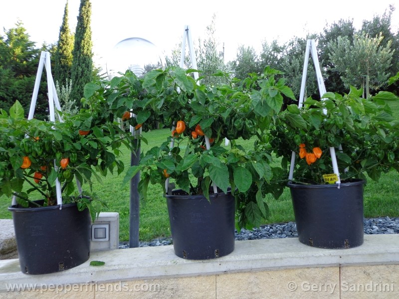 habanero-bigsun_001_pianta_05.jpg