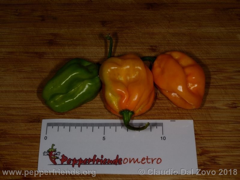 habanero-bigsun_002_frutto1.jpg