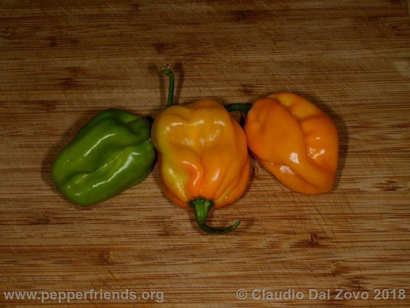 habanero-bigsun_002_frutto2.jpg