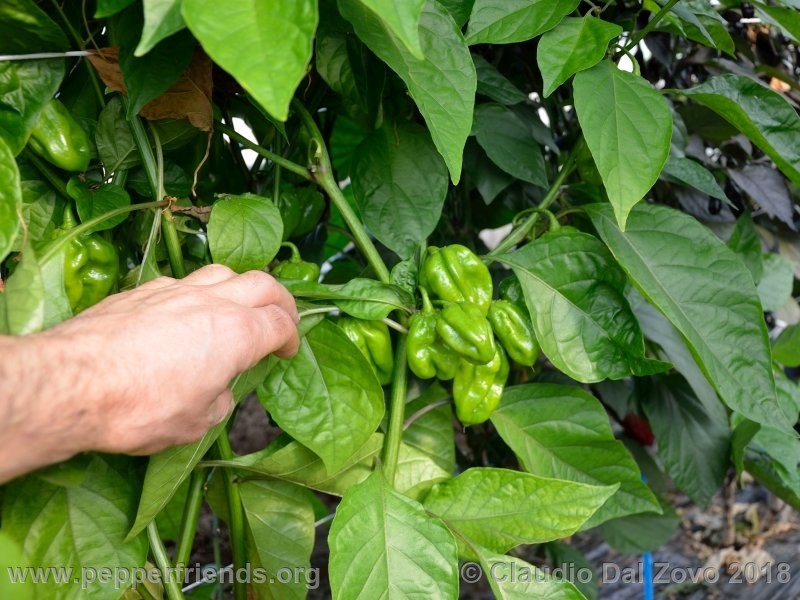 habanero-bigsun_002_pianta4.jpg