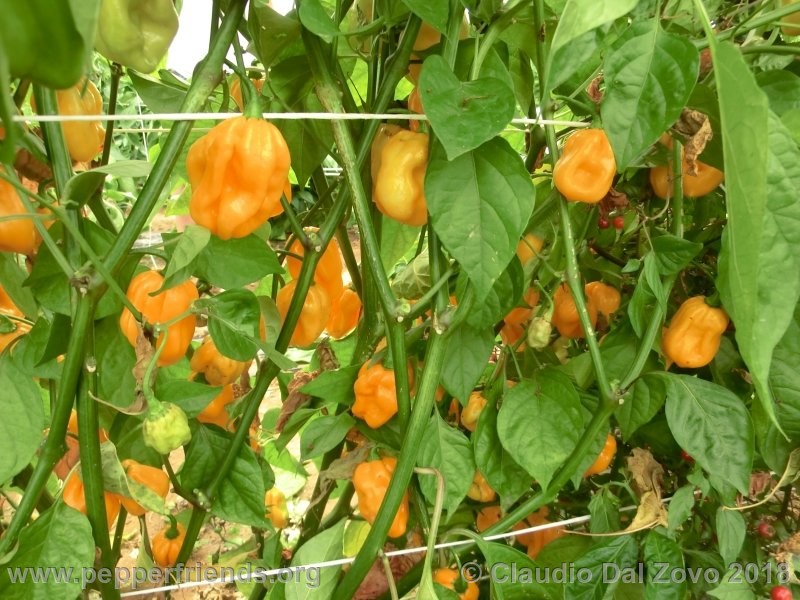 habanero-bigsun_002_pianta5.jpg