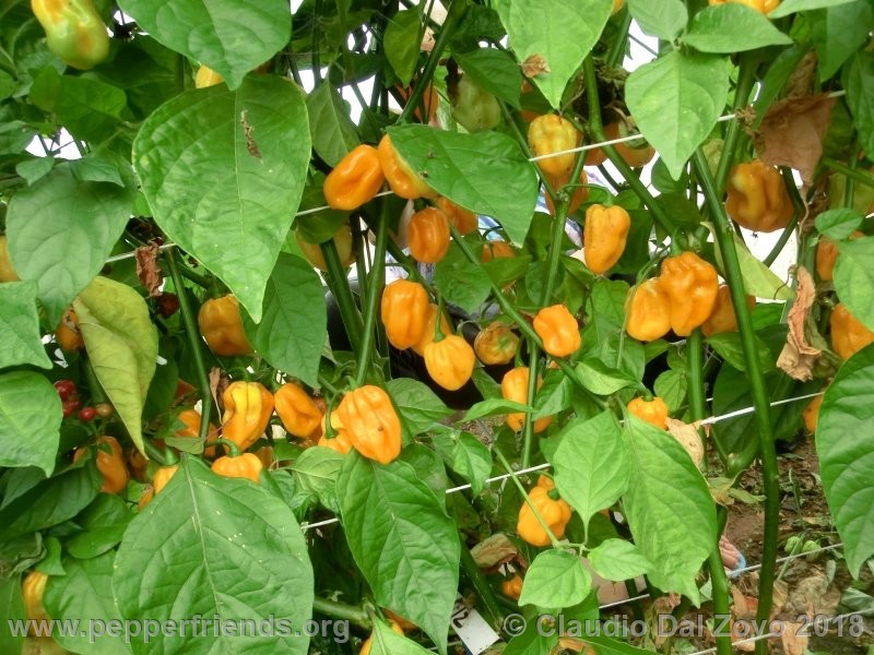 habanero-bigsun_002_pianta6.jpg