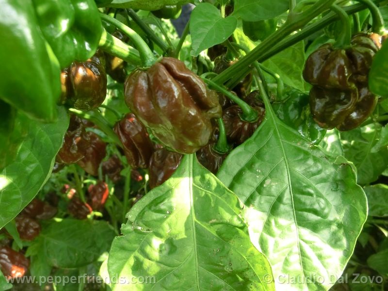 habanero-chocolate_002_frutto_02.jpg