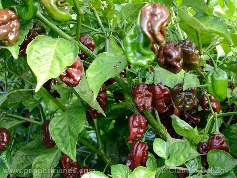 habanero-chocolate_002_frutto_03.jpg