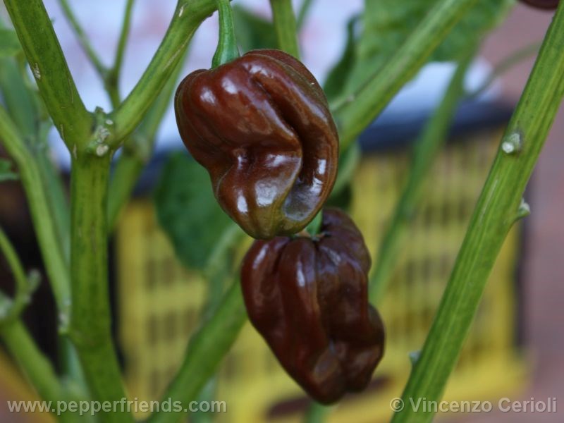 habanero-chocolate_003_frutto_01.jpg