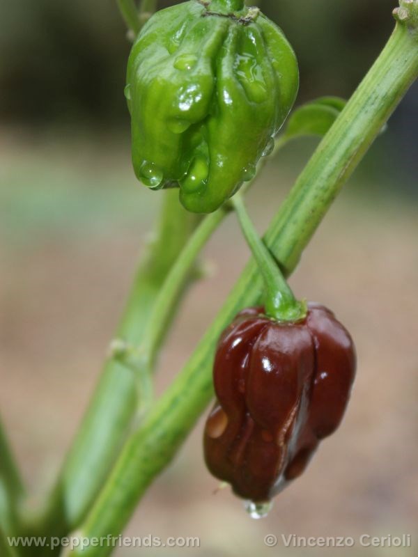 habanero-chocolate_003_frutto_02.jpg