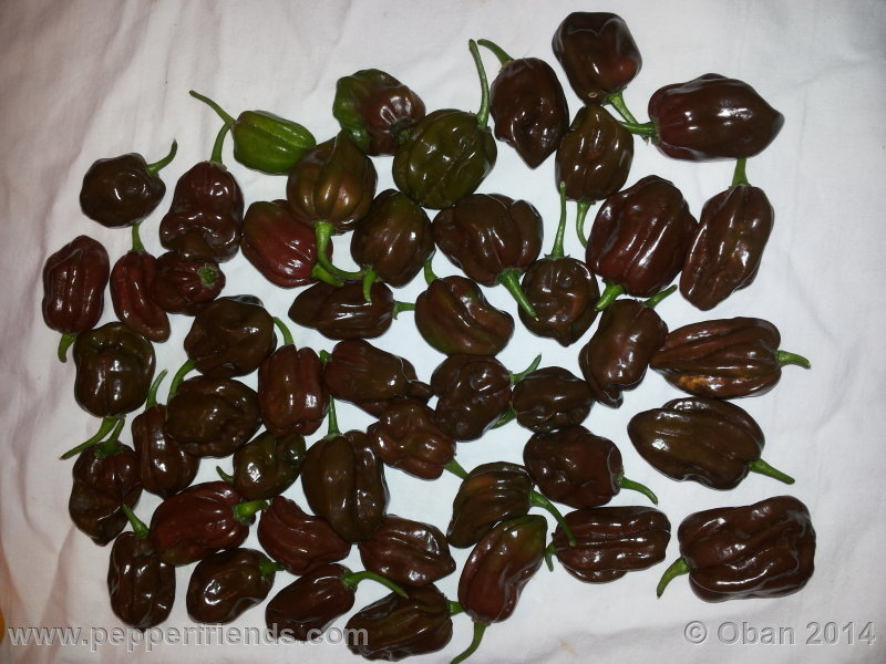 habanero-chocolate_004_frutto_05.jpg