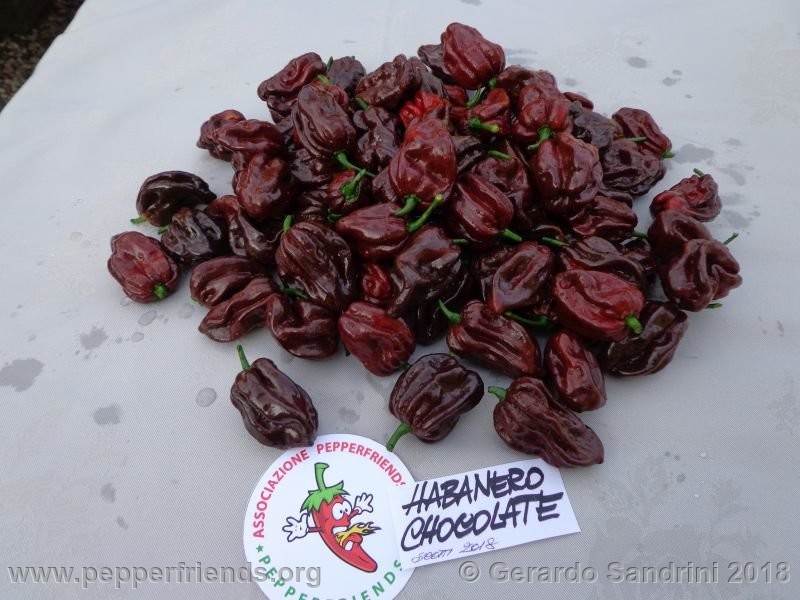 habanero-chocolate_005_7_DSC06647.jpg