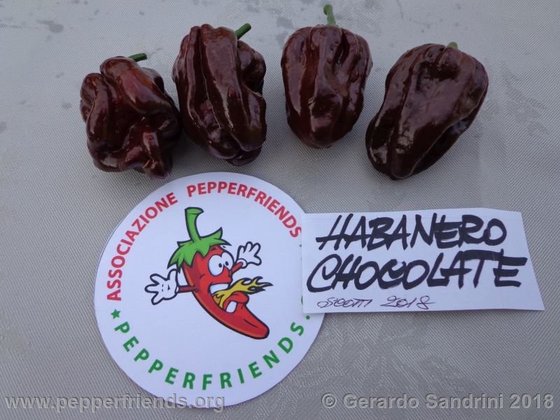 habanero-chocolate_005_8_DSC06651.jpg