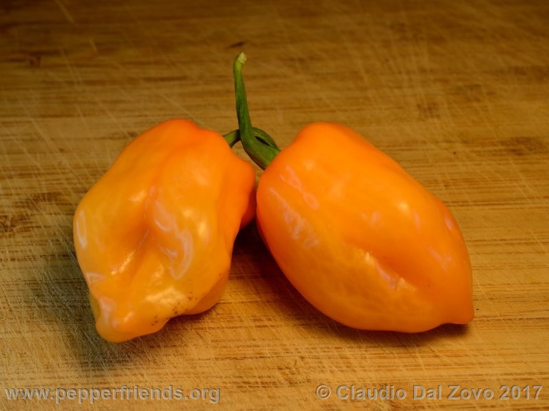 https://www.pepperfriends.org/uploads/habanero-dutch/001/habanero-dutch_001_frutto_01.jpg