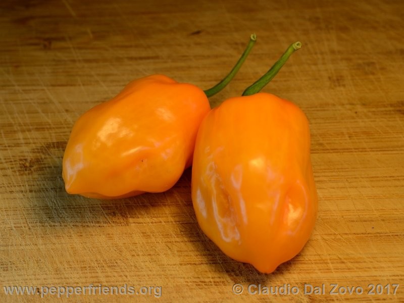 habanero-dutch_001_frutto_02.jpg