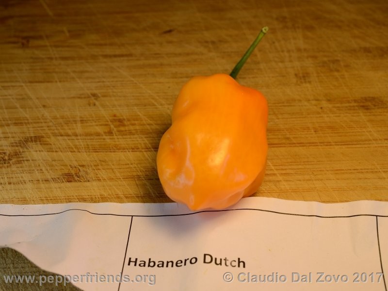 habanero-dutch_001_frutto_03.jpg