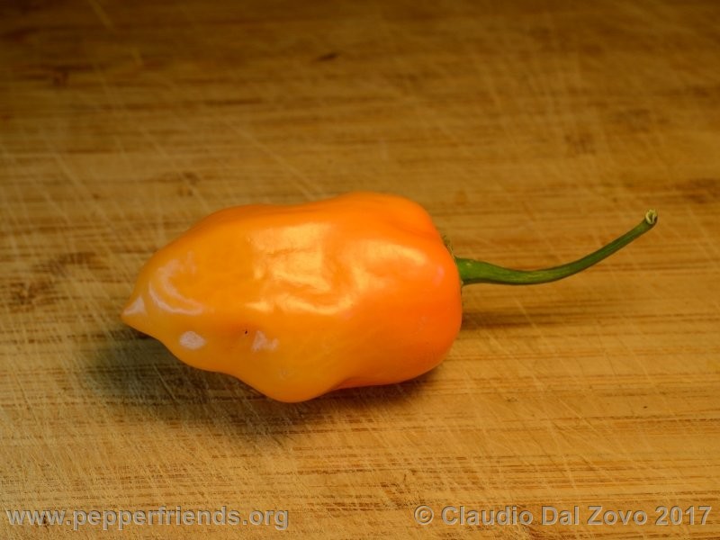 habanero-dutch_001_frutto_04.jpg