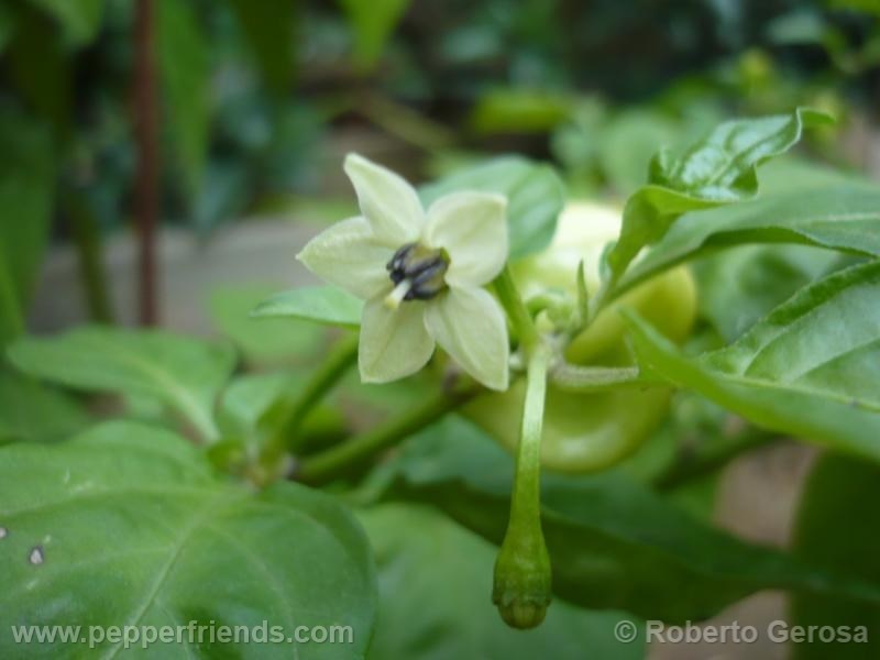 habanero-gambia_001_fiore_01.jpg