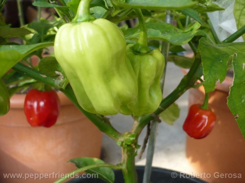 habanero-gambia_001_frutto_01.jpg