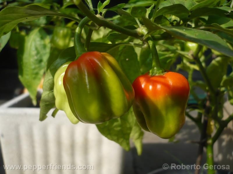 habanero-gambia_001_frutto_02.jpg