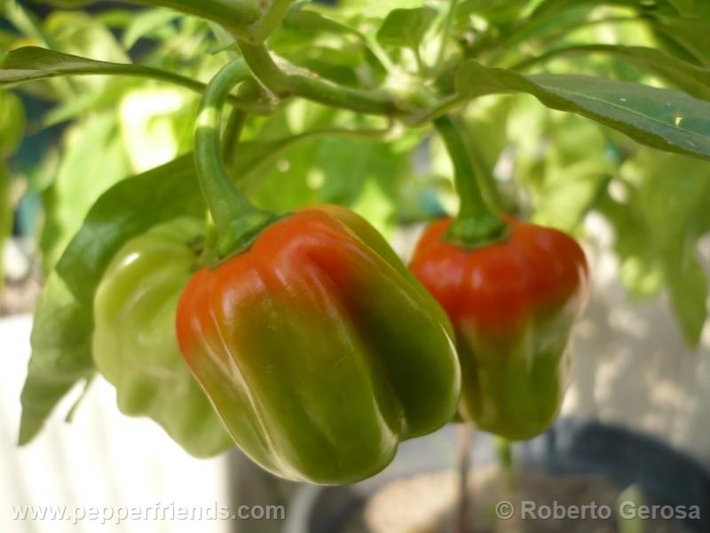 habanero-gambia_001_frutto_03.jpg