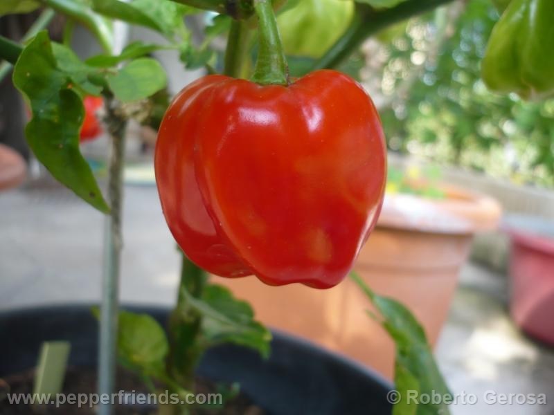 https://www.pepperfriends.org/uploads/habanero-gambia/001/habanero-gambia_001_frutto_04.jpg