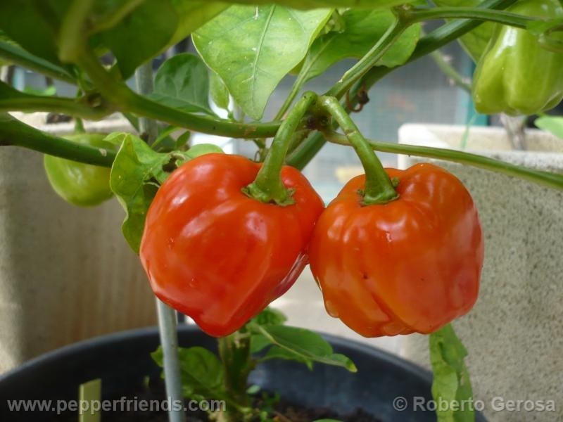 habanero-gambia_001_frutto_05.jpg