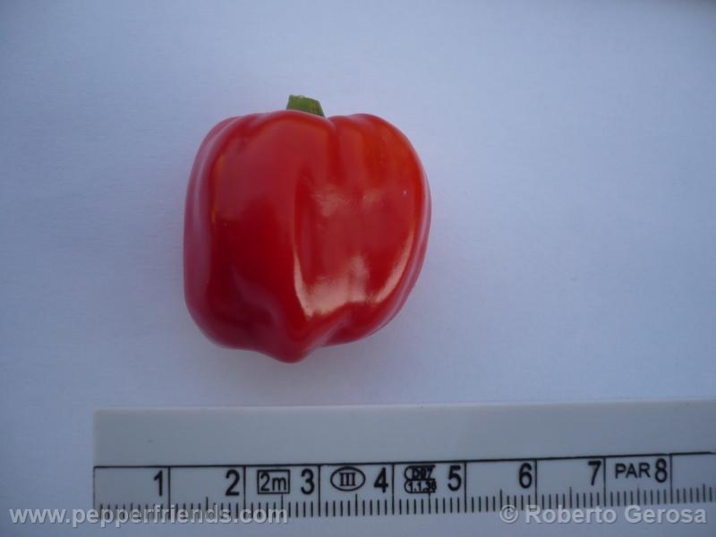 habanero-gambia_001_frutto_06.jpg