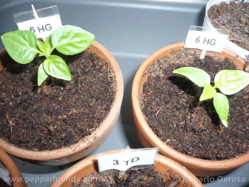 habanero-gambia_001_pianta_01.jpg