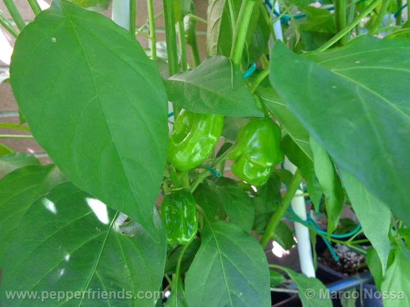 habanero-green_001_frutto_02.jpg