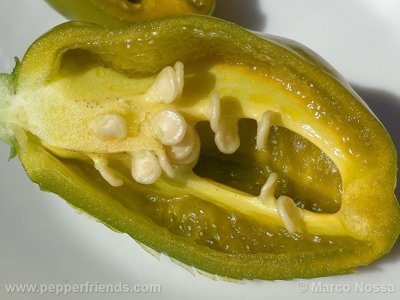 habanero-green_001_frutto_06.jpg