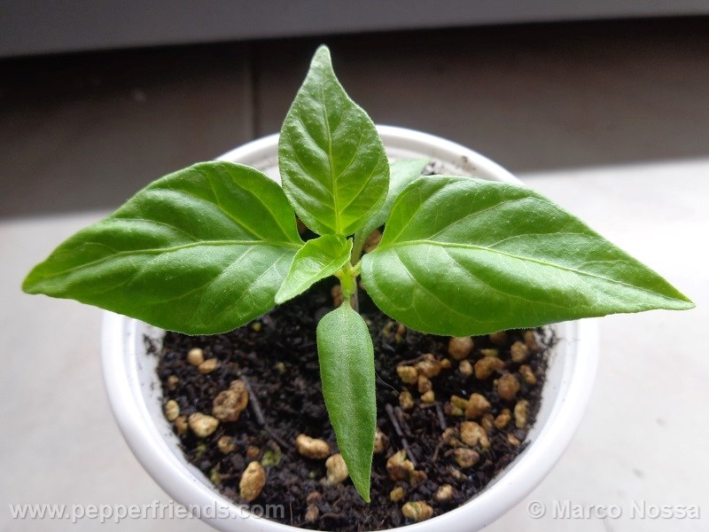 habanero-green_001_pianta_01.jpg