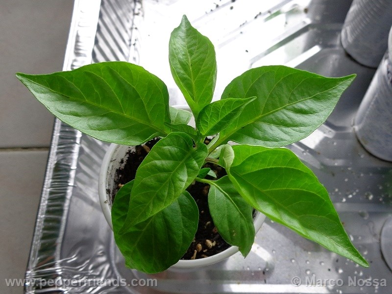 habanero-green_001_pianta_02.jpg