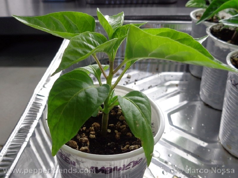 habanero-green_001_pianta_03.jpg