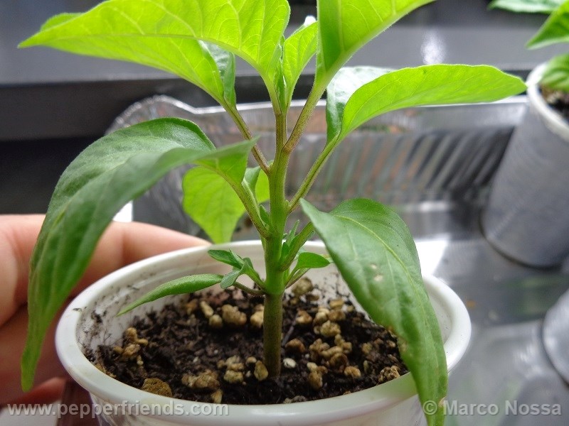 habanero-green_001_pianta_04.jpg