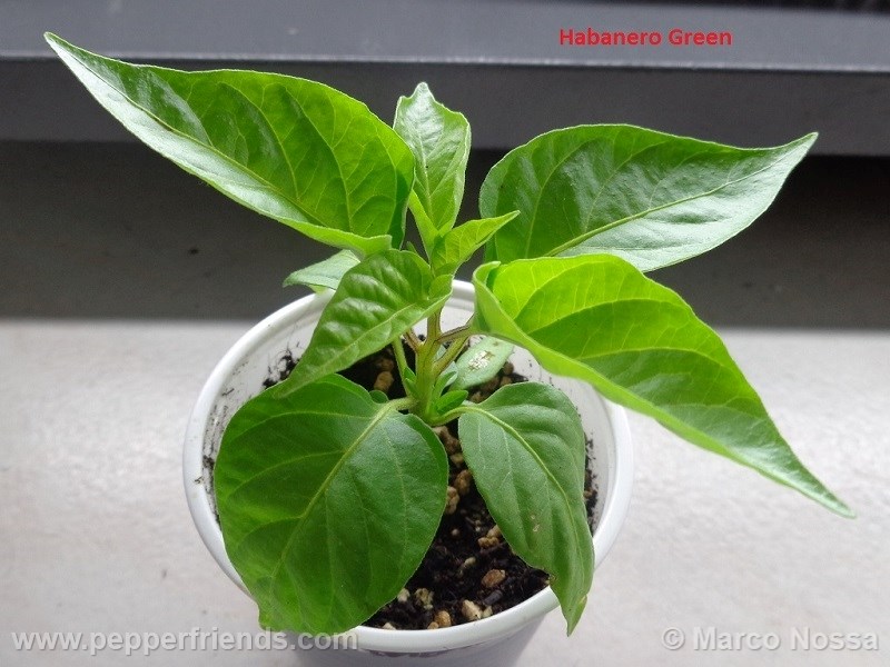 habanero-green_001_pianta_05.jpg