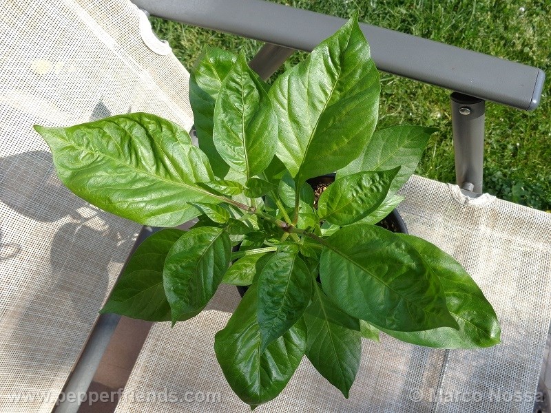 habanero-green_001_pianta_06.jpg