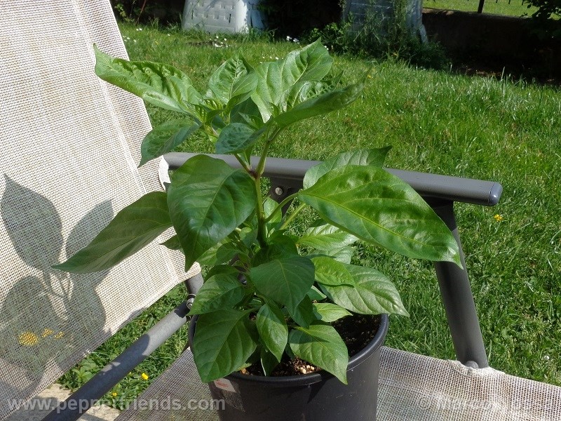 habanero-green_001_pianta_07.jpg