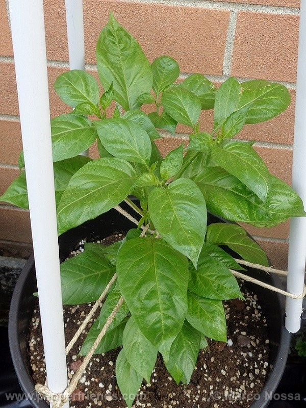 habanero-green_001_pianta_08.jpg