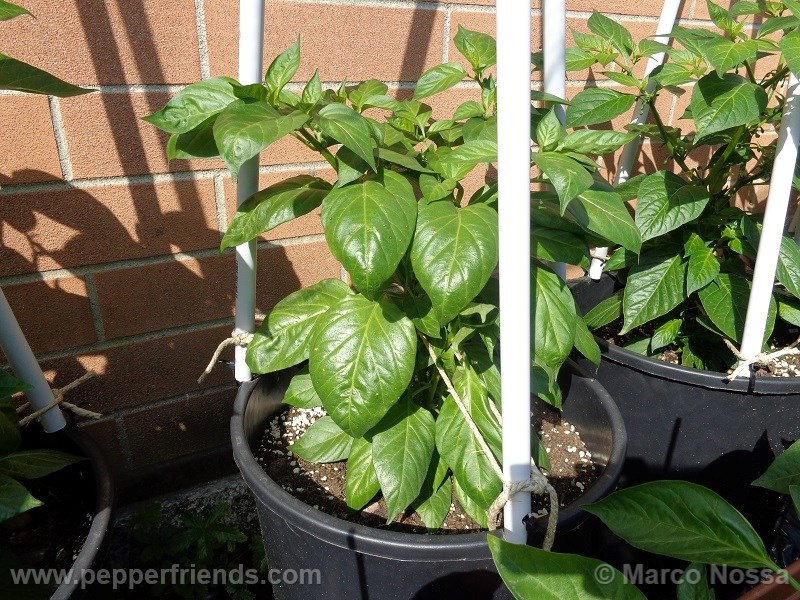 habanero-green_001_pianta_09.jpg